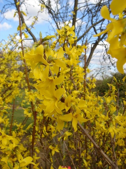Forsythia x intermedia 'Minigold' P9